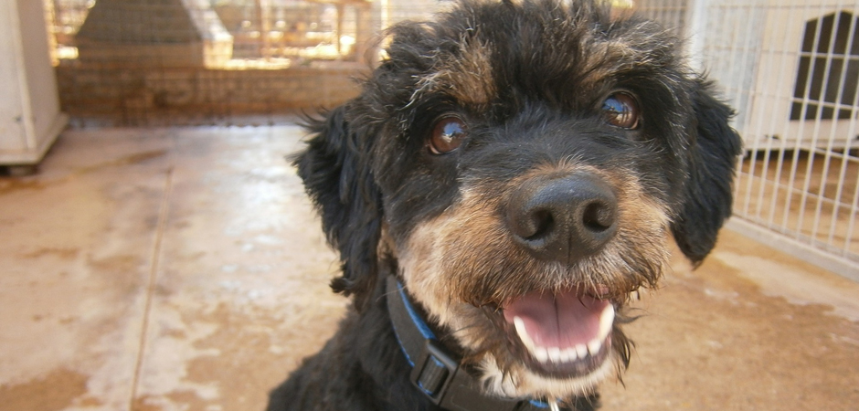 happy shelter dog