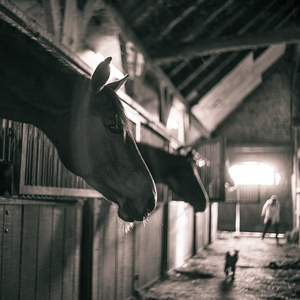 barn with horses in stalls and a woman and a dog in the alleyway