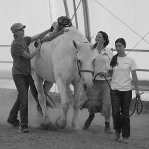 equine therapy session