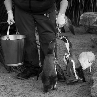 zookeeper feeding the penguins in zoo