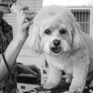 dog groomer grooming a dog