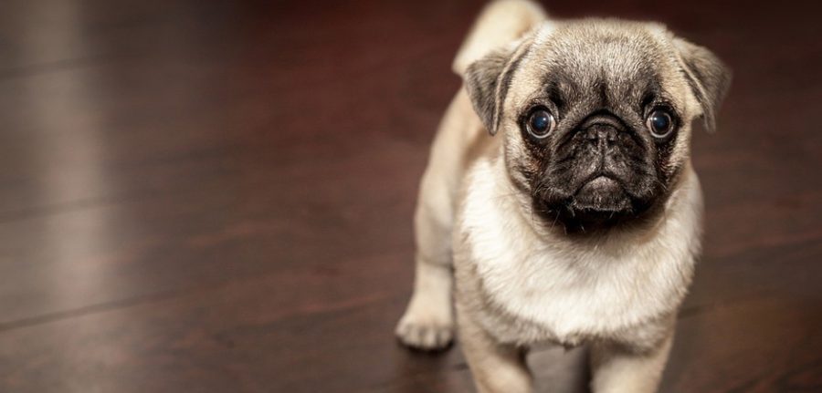 cute little pug standing on a wooden floor