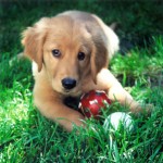 cute puppy with play toys in the grass