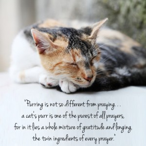 purring cat quote