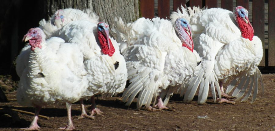 group of domestic turkeys