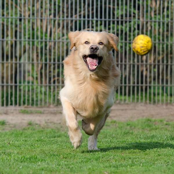 playing fetch with a shelter dog