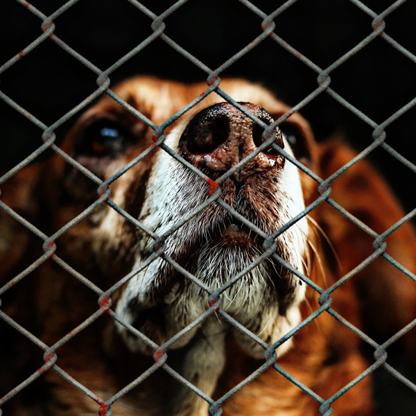 dog looking through a chain link fence