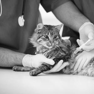 Cat getting a vaccine at the vet