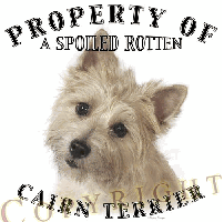 Cairn Terrier 