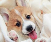 Tips for Giving Your Pup a Relaxing Space