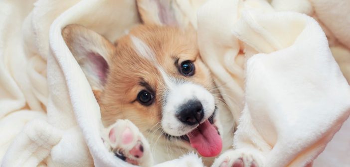 Tips for Giving Your Pup a Relaxing Space