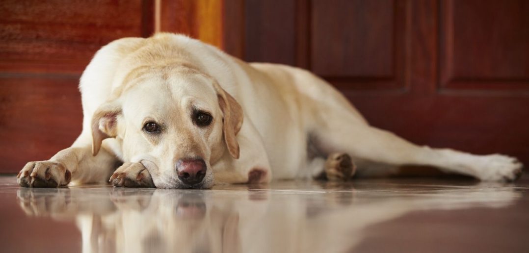Ways To Ease Dog Boarding Anxiety