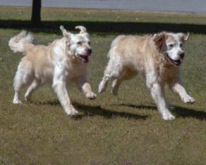 2 big dogs running outside in the grass