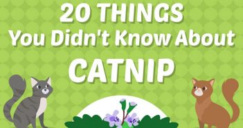 20 things about catnip infographic header