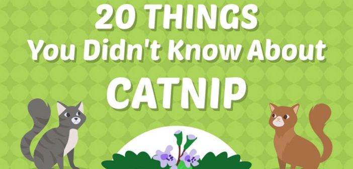 20 things about catnip infographic header
