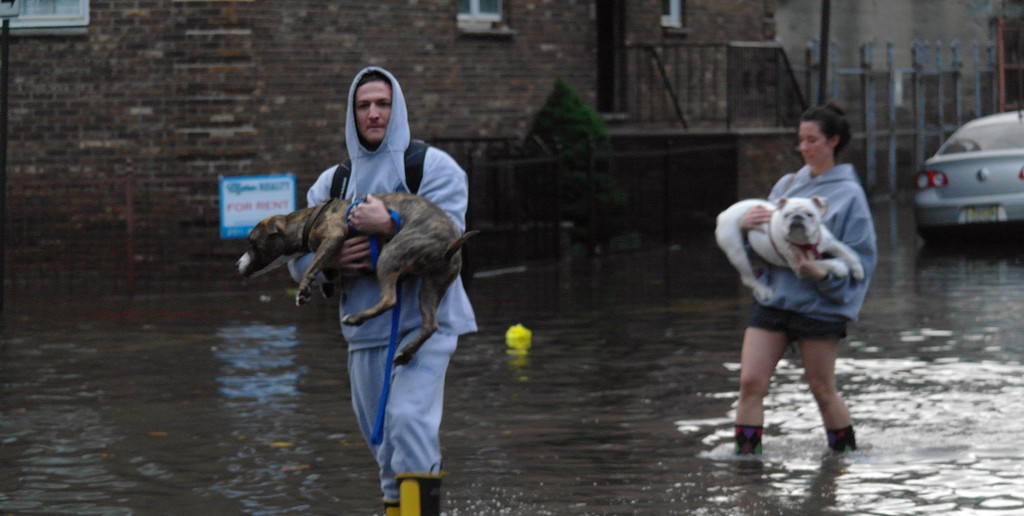 carrying dogs through flood water
