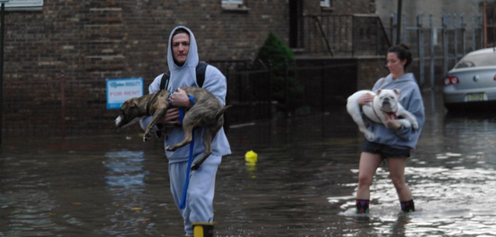 carrying dogs through flood water