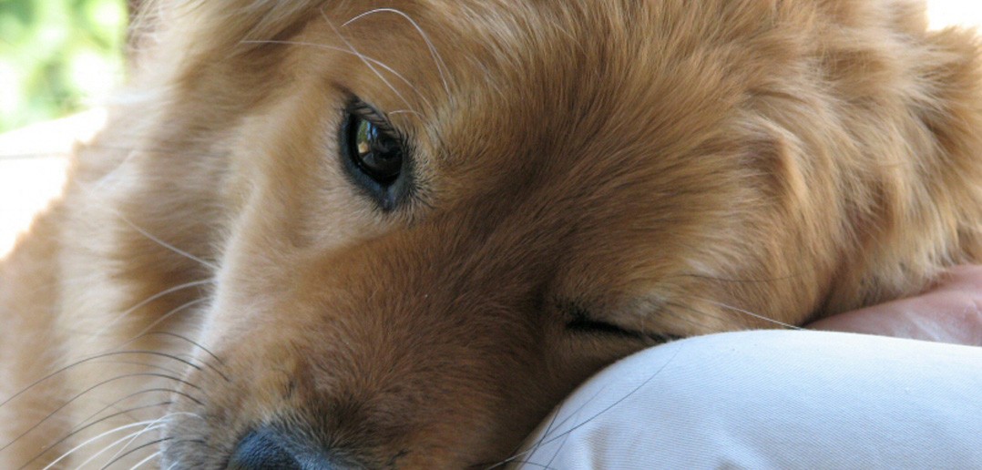 bond between dog and human