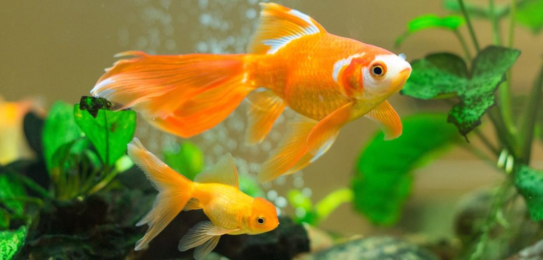 How To Properly Quarantine and Treat a New Fish