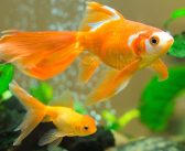 How To Properly Quarantine and Treat a New Fish