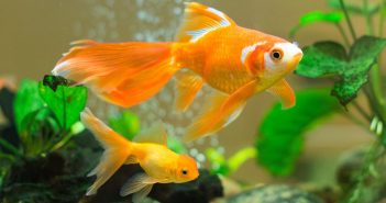 How To Properly Quarantine and Treat a New Fish