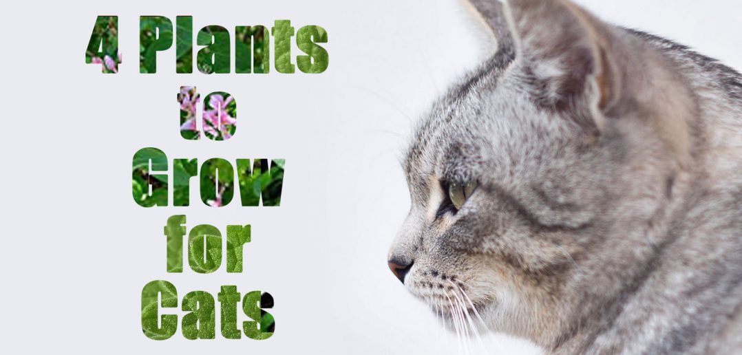 4 cat plants
