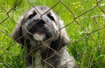 Why Wire Fences Are Best for Keeping Dogs in the Yard