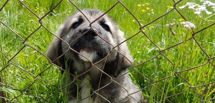 Why Wire Fences Are Best for Keeping Dogs in the Yard