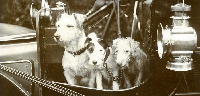 vintage photo of 3 dogs sitting in a classic car