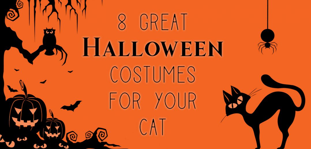 halloween silhouette scene with a black cat