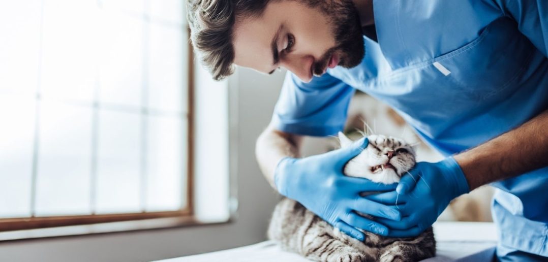 Top Challenges Veterinarians Face Throughout Their Careers