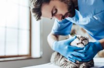 Top Challenges Veterinarians Face Throughout Their Careers