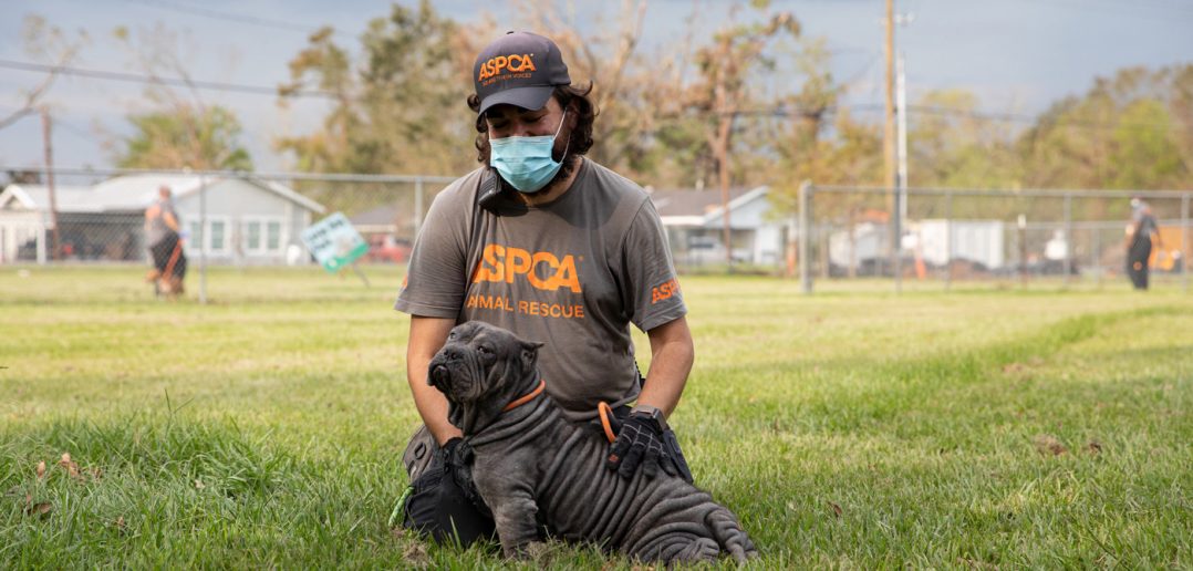 man wearing an aspca tshirt and hat helping a dog affected by hurricane laura