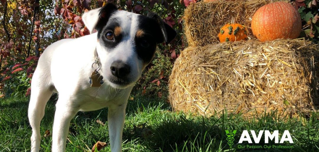 dog standing in the grass outside surrounded by Fall decorations