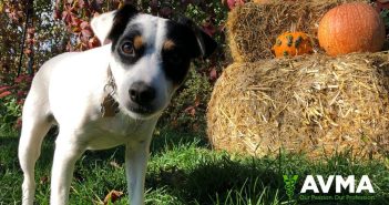 dog standing in the grass outside surrounded by Fall decorations