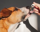 What To Know Before You Give Your Pet CBD