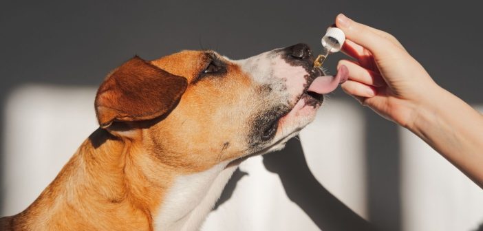What To Know Before You Give Your Pet CBD