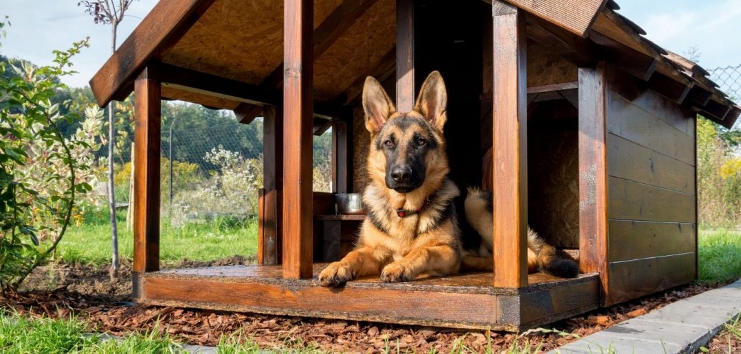 Tips for Building a Doghouse
