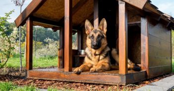 Tips for Building a Doghouse