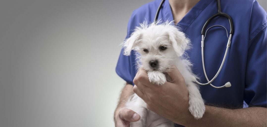 How Veterinarians Can Expand Their Practices