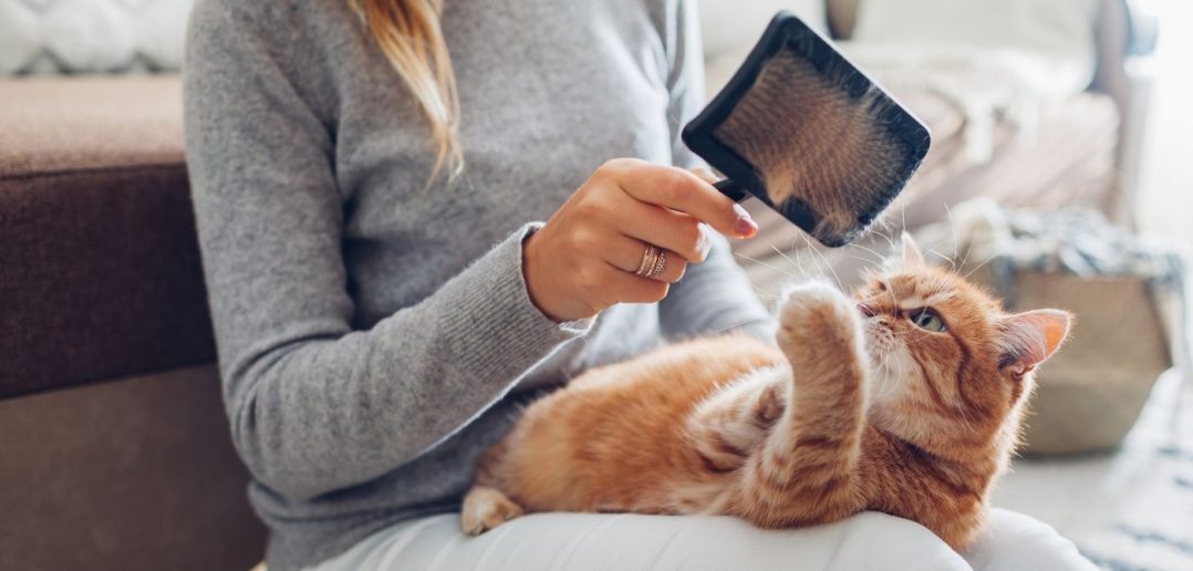 How To Keep a Sanitary House With Pets