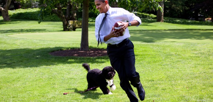 President Barack Obama, with the family dog Bo, playing football on the South Lawn of the White House May 12, 2009.