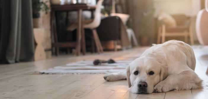 How To Protect Your Floors From Pet Damage