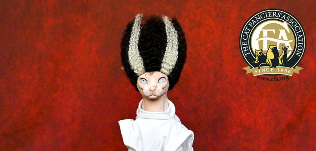 photo of a cat dressed up like the bride of Frankenstein