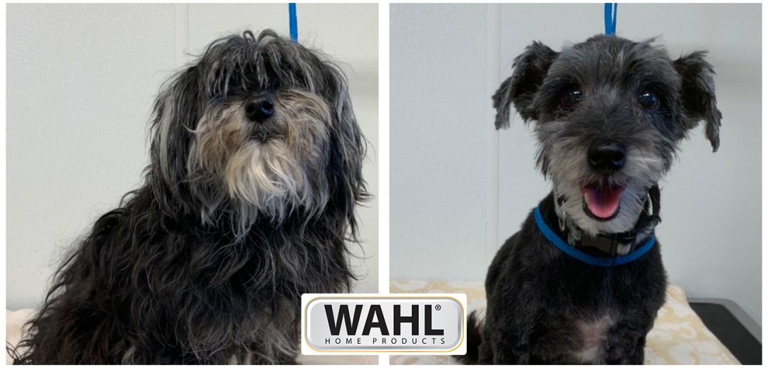 shelter dog cheyenne before and after doggy makeover