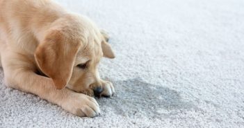 How To Clean Up After a Pet Accident