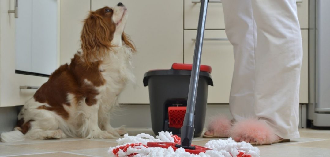 clever-house-cleaning-tips-for-dog-owners