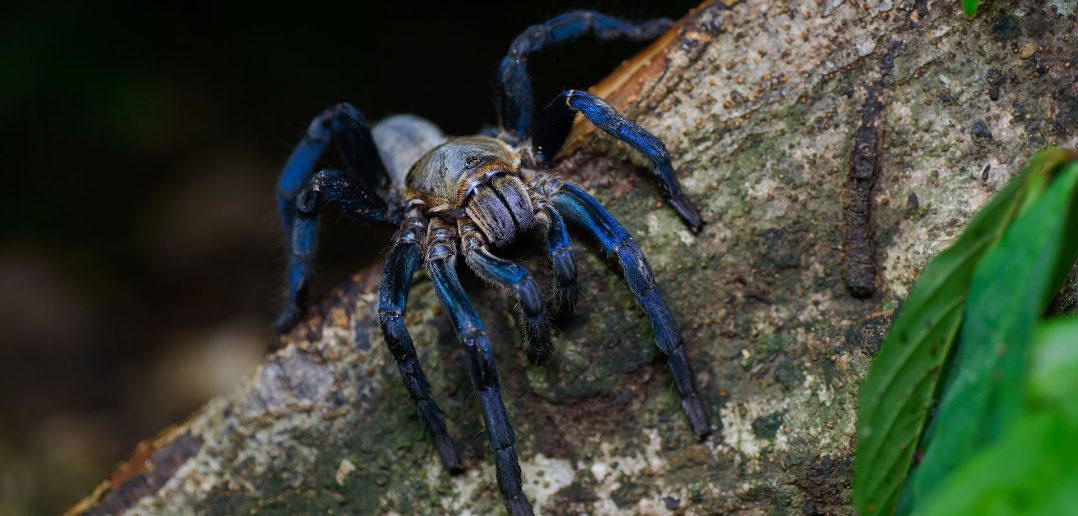 cobalt blue tarantula