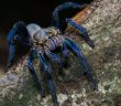 cobalt blue tarantula