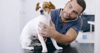 How To Make a Pet More Comfortable When Visiting the Vet